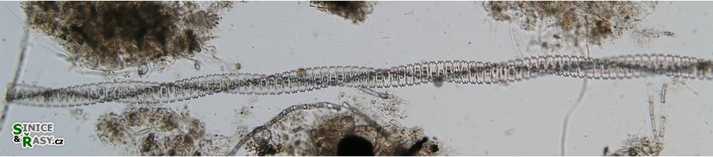 Desmidium swartzii