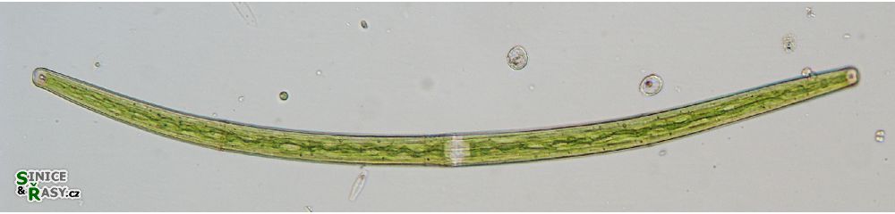 Closterium angustatum