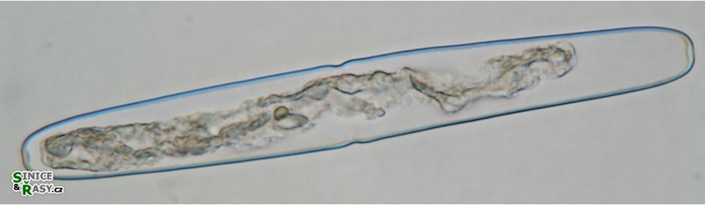 Haplotaenium indentatum