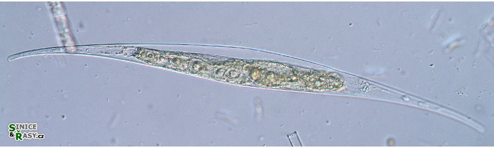 Closterium rostratum