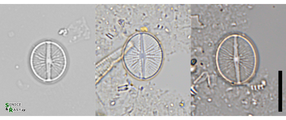 Cavinula pseudoscutiformis