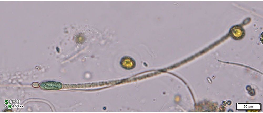 Cylindrospermum stagnale