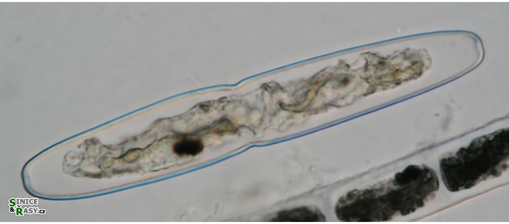Haplotaenium indentatum