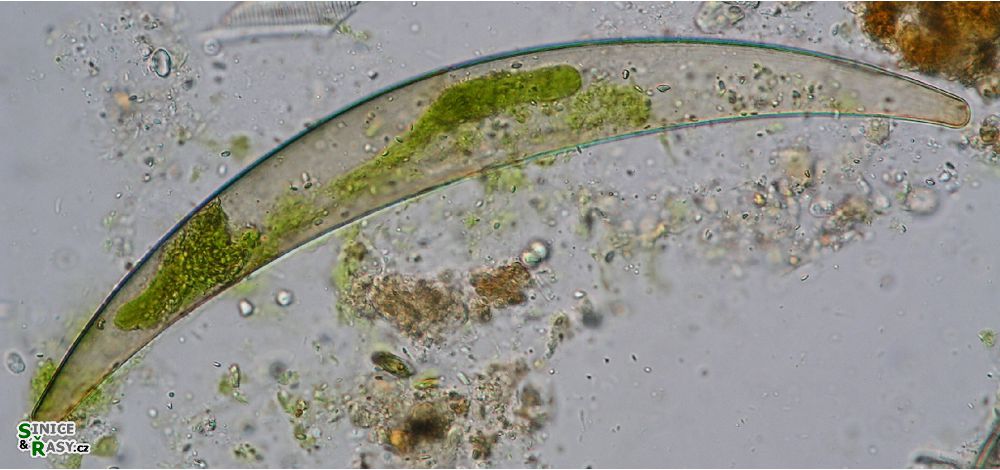 Closterium costatum