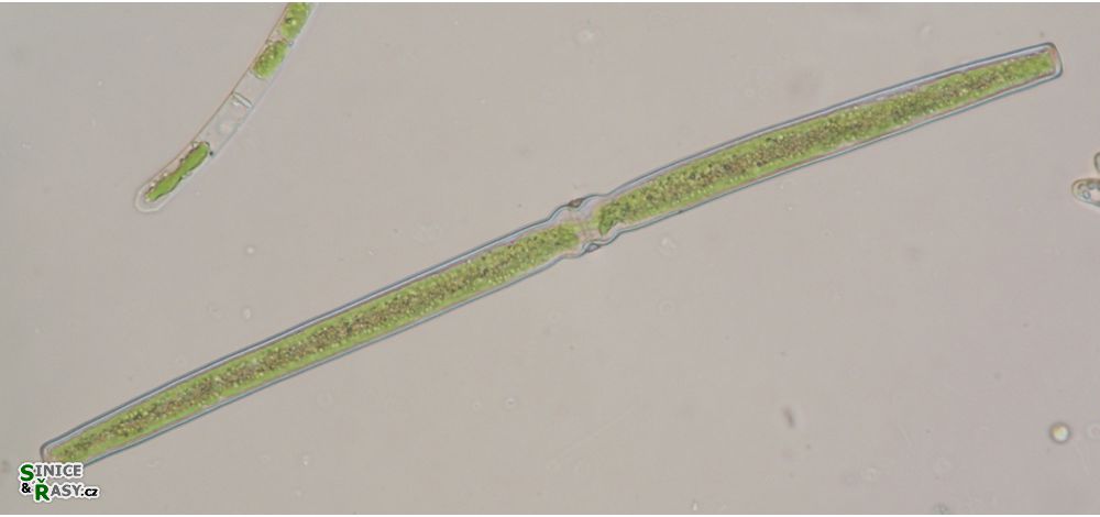 Docidium baculum