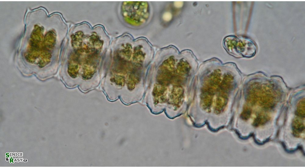 Desmidium aptogonum