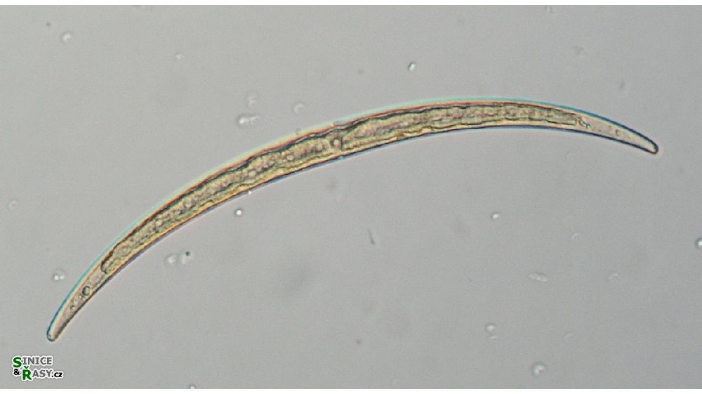 Closterium calosporum