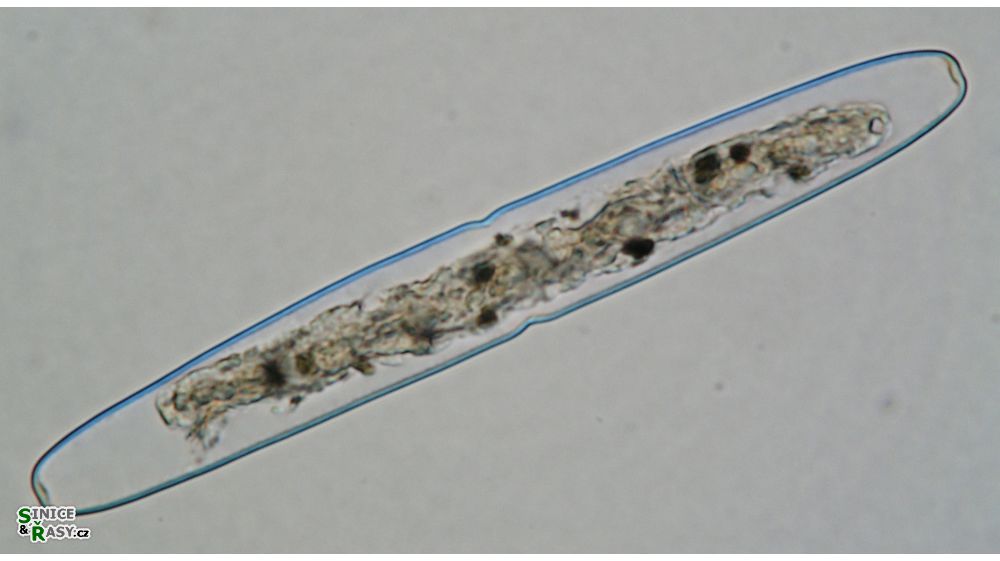 Haplotaenium indentatum