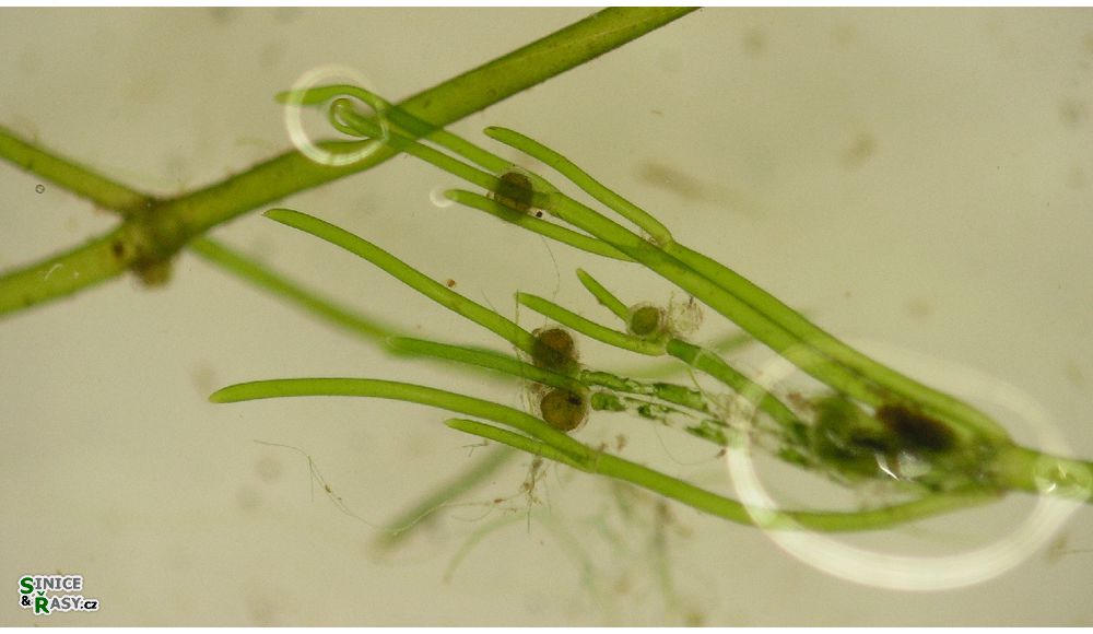 Nitella flexilis