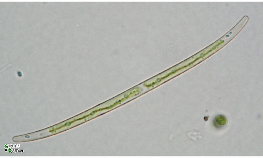 Closterium gracile