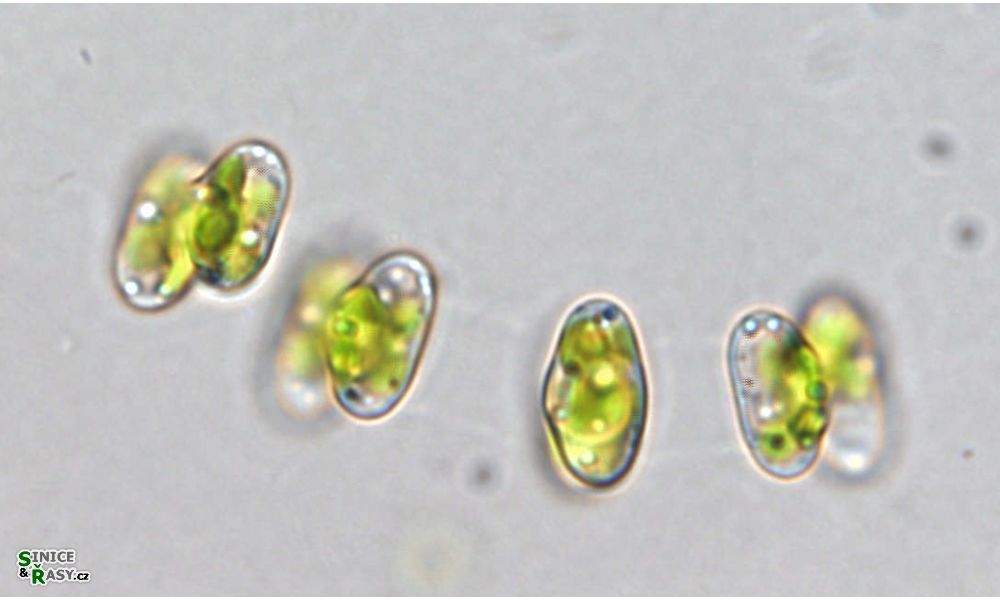 Cosmocladium perissum