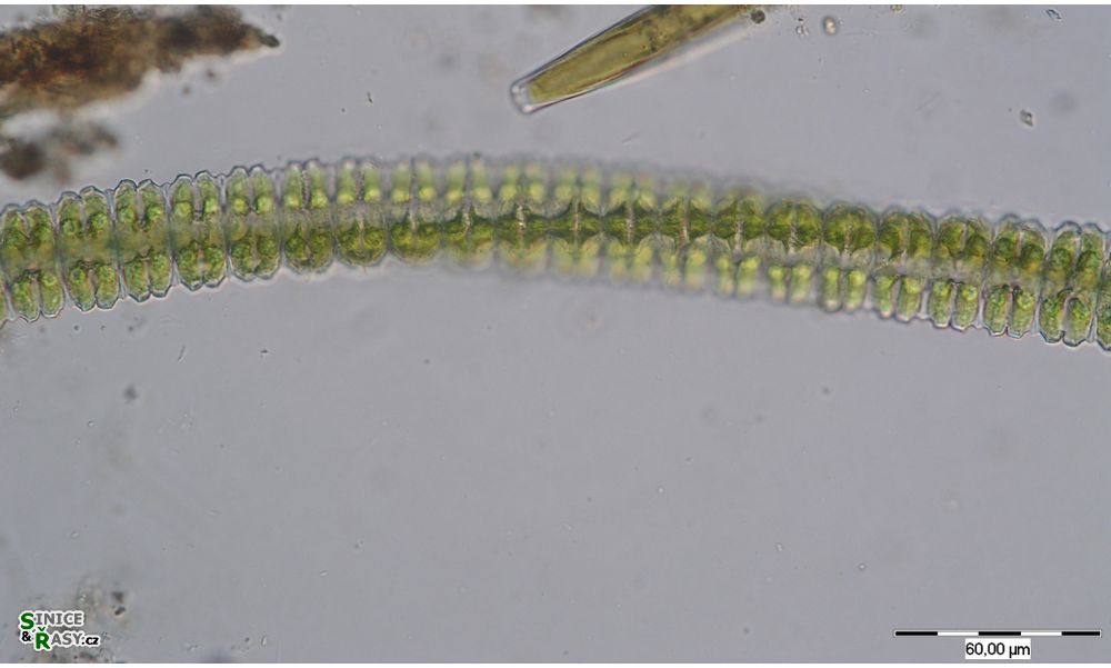 Desmidium swartzii