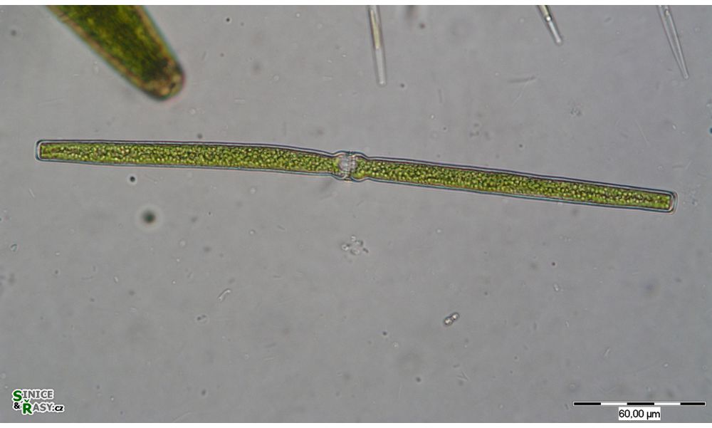 Docidium baculum
