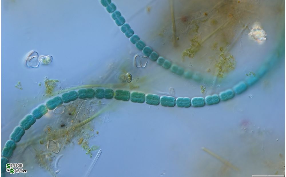 Johanseninema constrictum