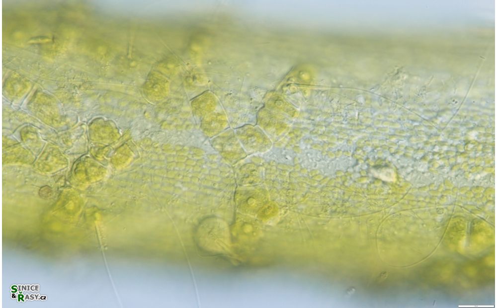 Coleochaete soluta
