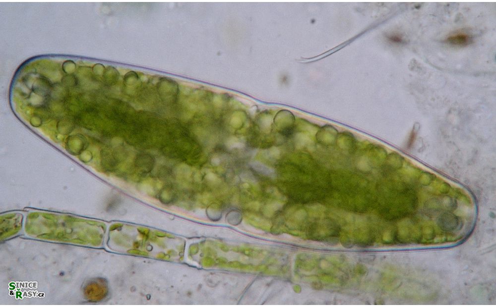 Actinotaenium elongatum