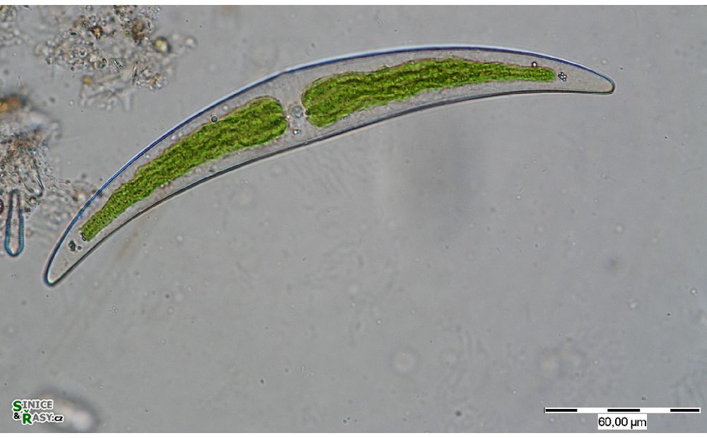 Closterium littorale