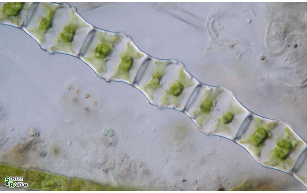Bambusina brebissonii
