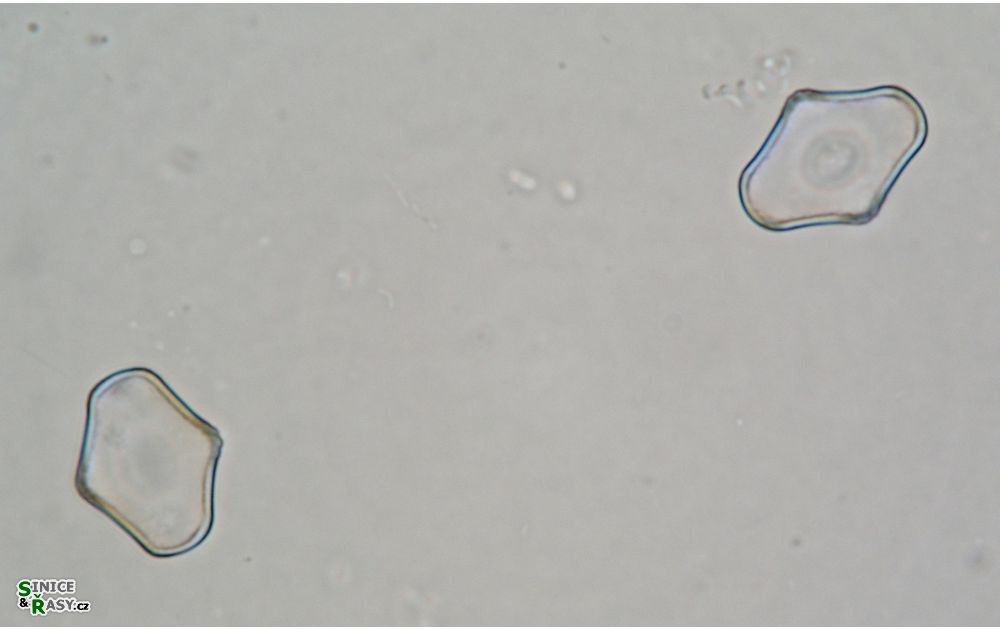 Cosmarium protuberans