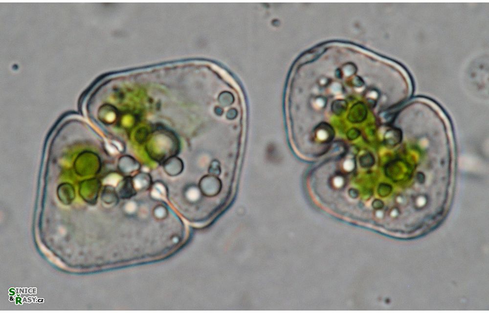Cosmarium granatum