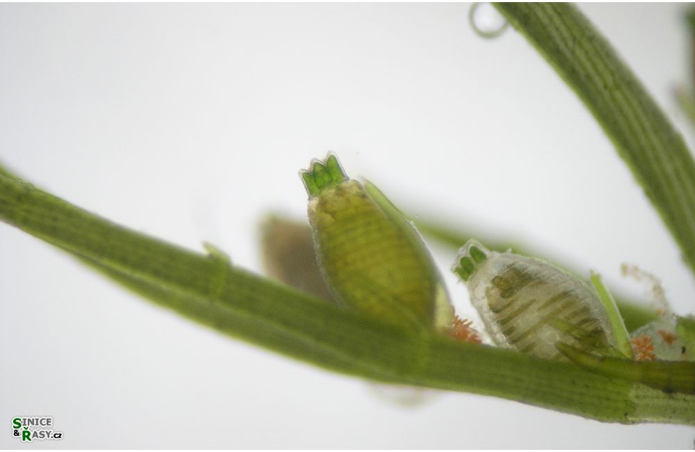 Chara globularis