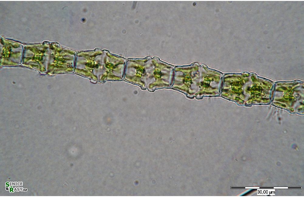 Bambusina brebissonii