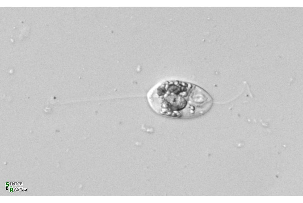 Anisonema acinus