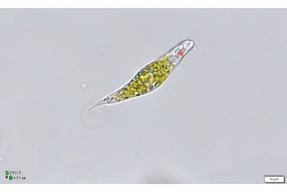 Discoplastis spathirhyncha