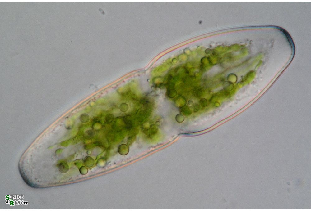 Actinotaenium elongatum