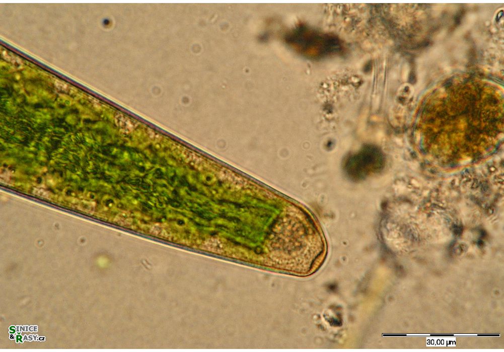 Closterium turgidum