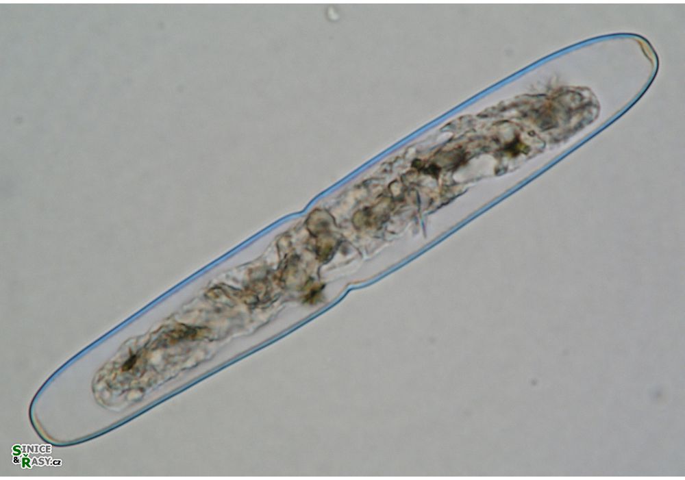 Haplotaenium indentatum