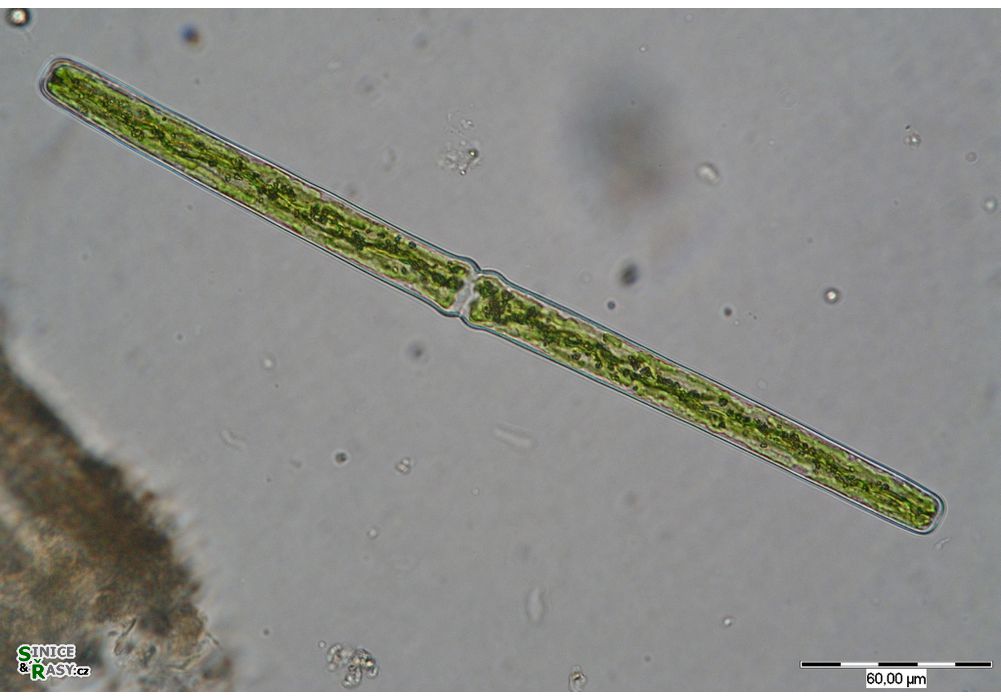 Haplotaenium rectum