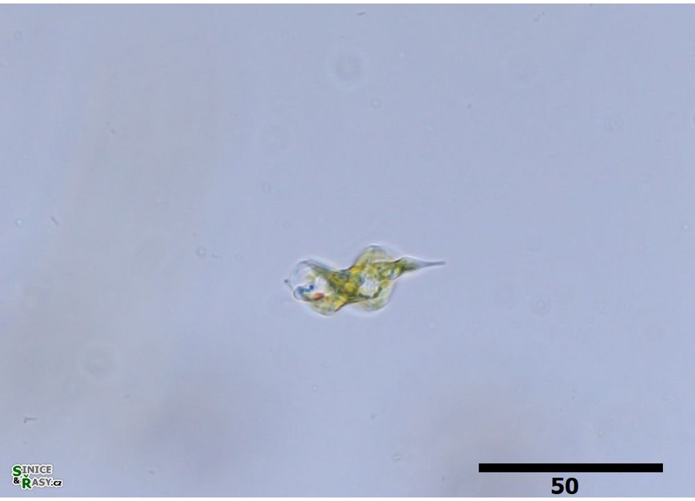 Phacus smulkowskianus