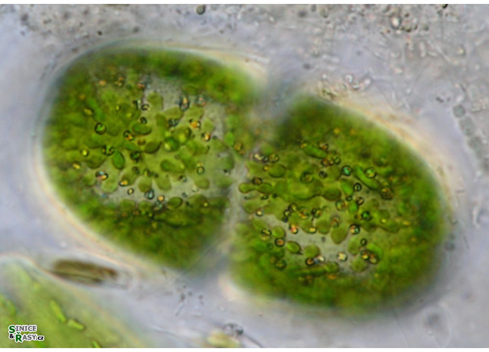 Cosmarium cucumis