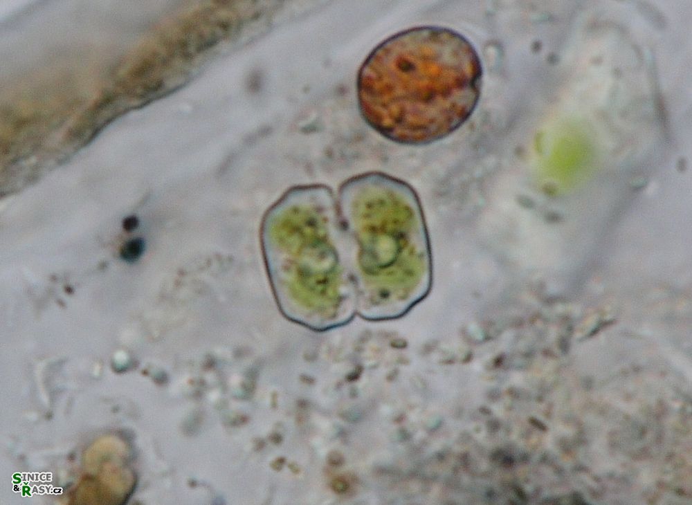 Cosmarium regnelii