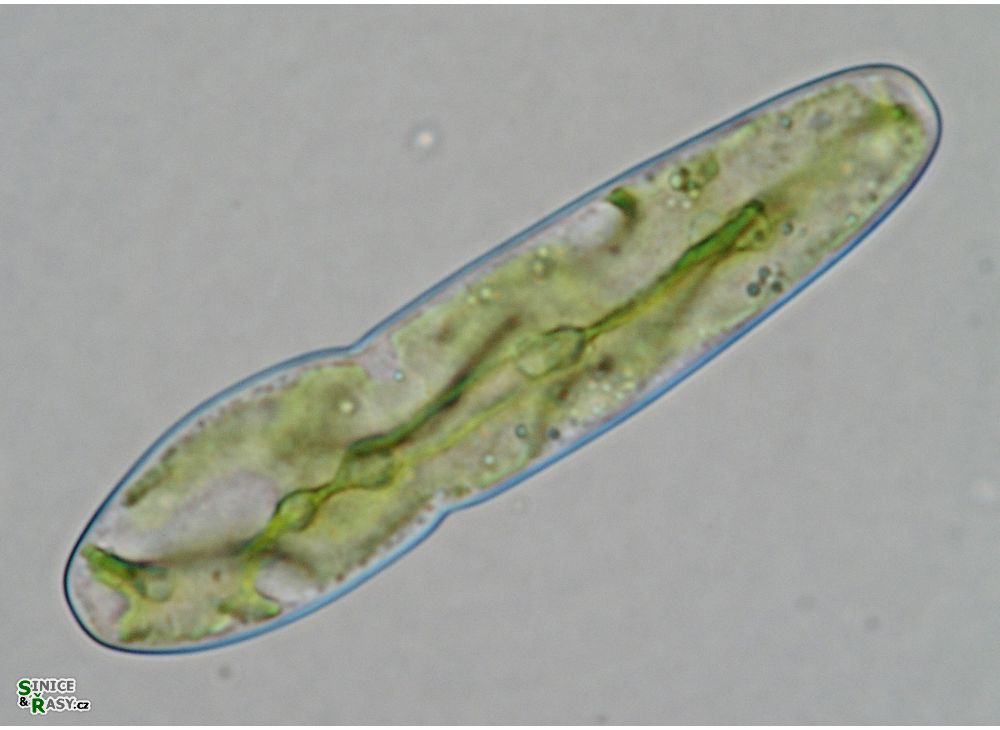 Haplotaenium indentatum