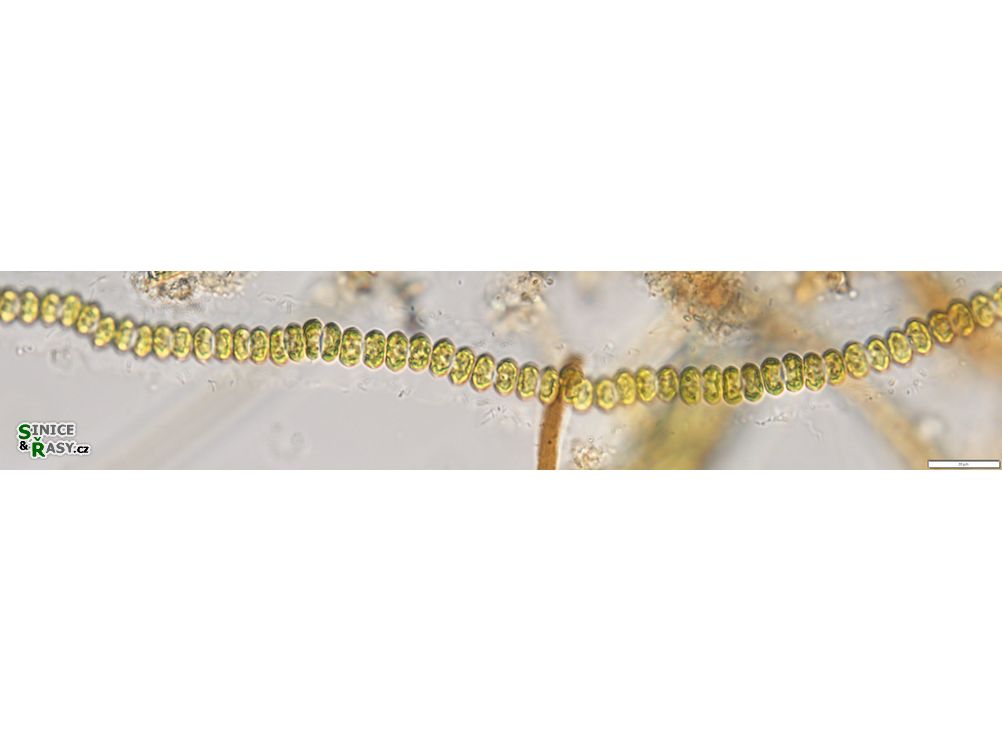 Flintia transversalis