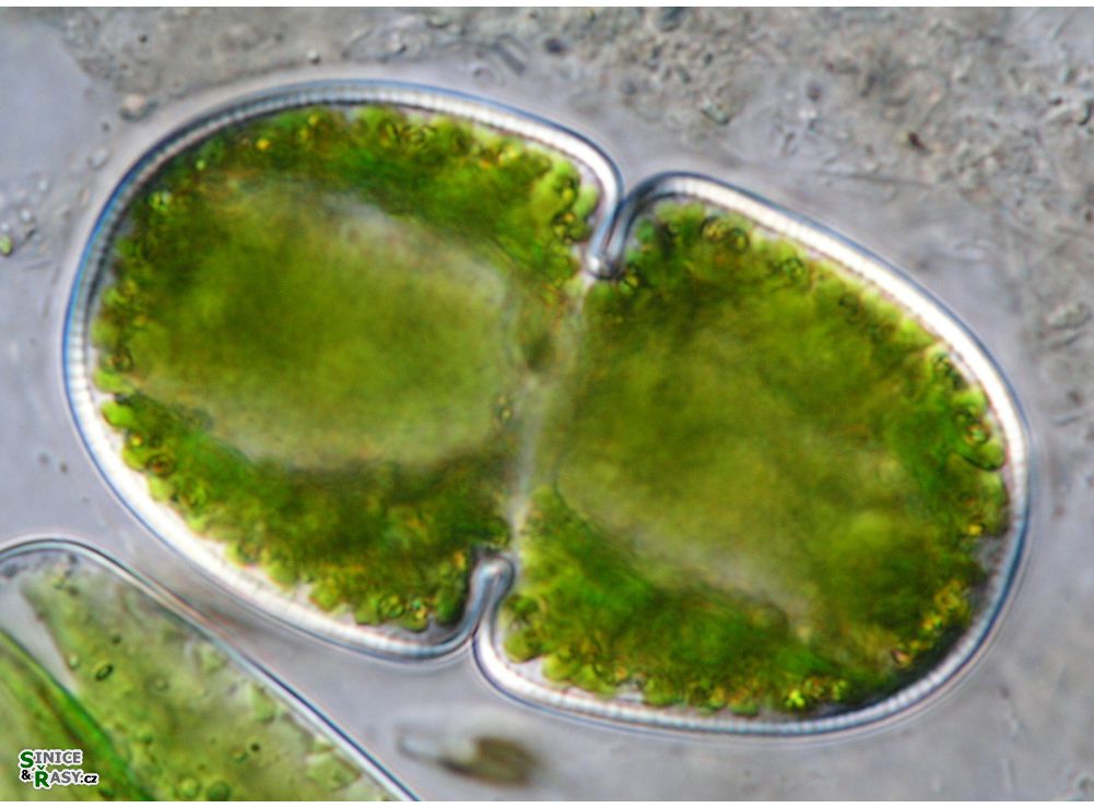 Cosmarium cucumis