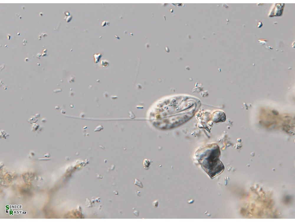 Anisonema acinus