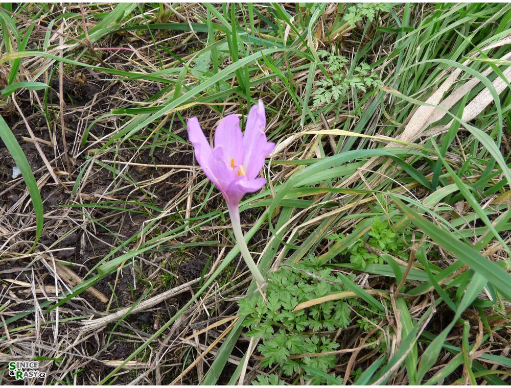 chantransia2011_003