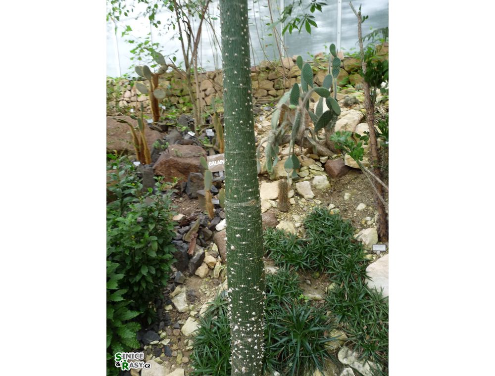 chantransia2011_018