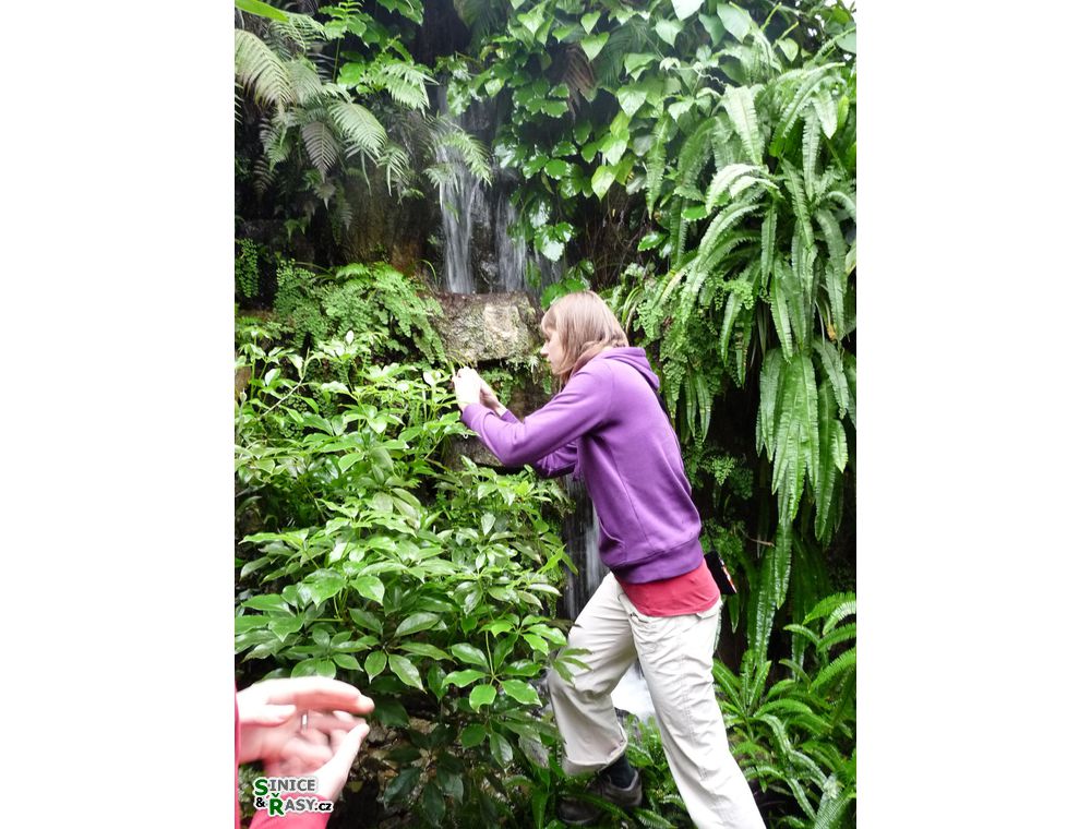 chantransia2011_019