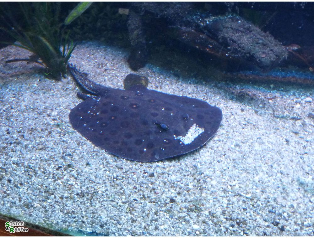 chantransia2011_026