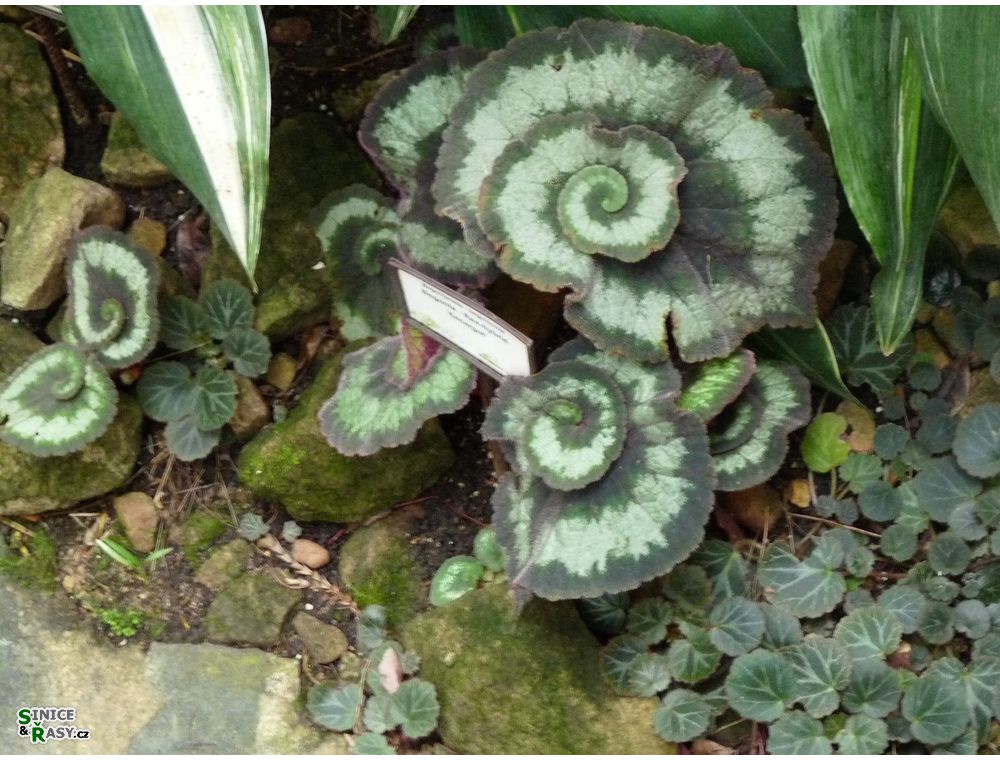 chantransia2011_027