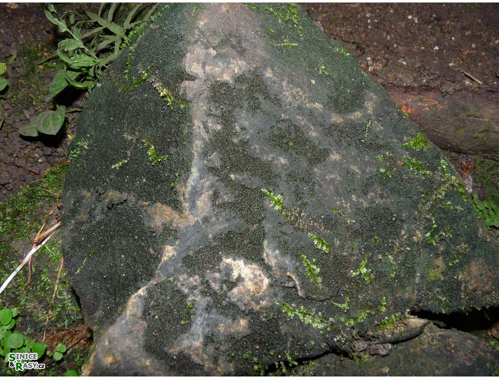 chantransia2011_031