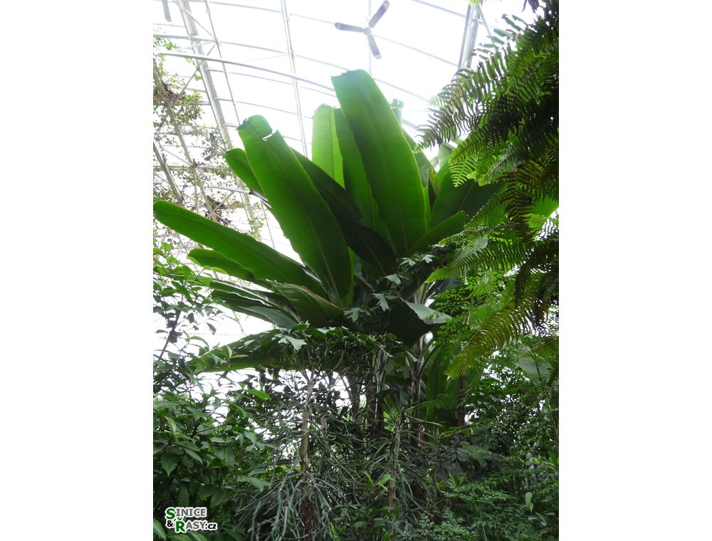 chantransia2011_034