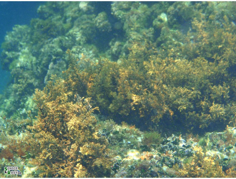 veruda2011-058