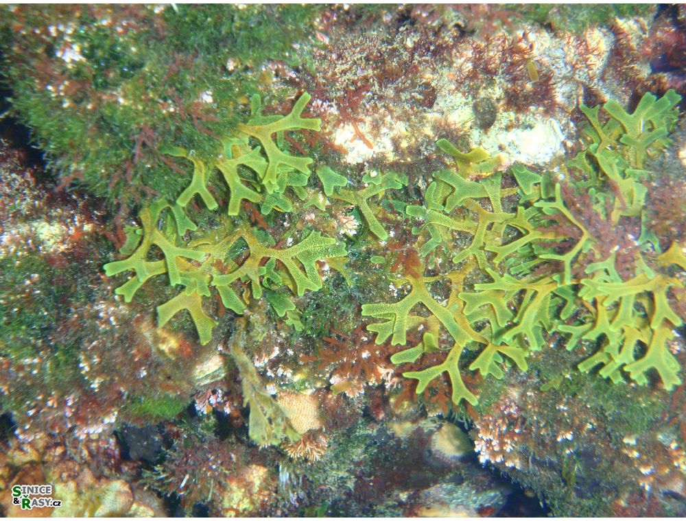 veruda2011-061