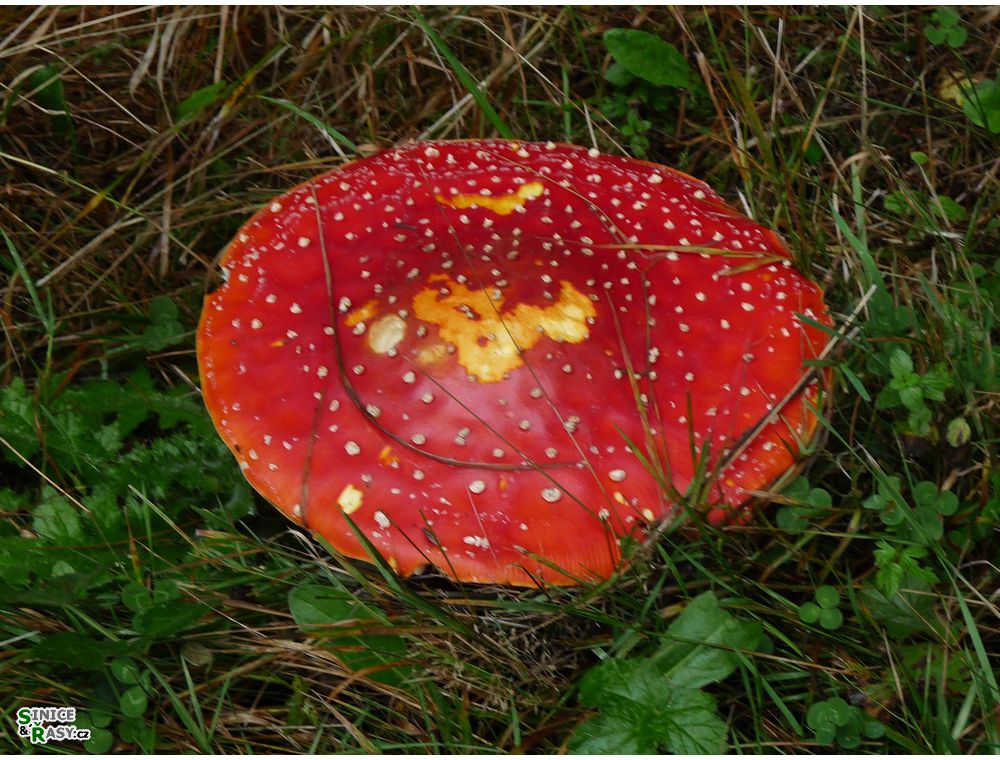 specka2013_037