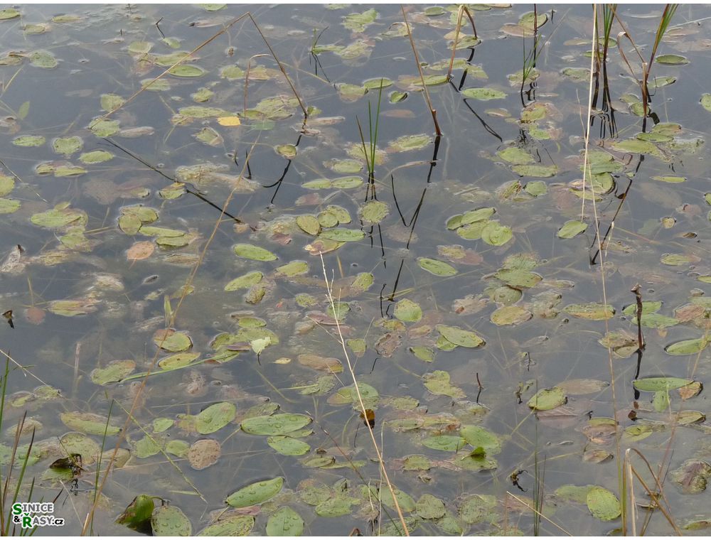 specka2013_075